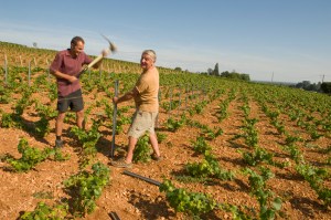 The glamourous life of a vigneron !
