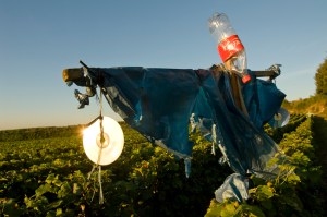  Low technology  in Corton. A fine example of re-cycling !