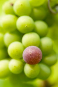 Veraison has to start somewhere...