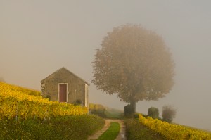 CortonMist_CWW7484LoRes