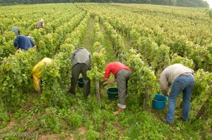 HarvestPose@CharlemagneRollin_CRW7177