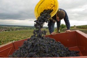 DomaineGros.CortonRognets_CRW8386LoRes