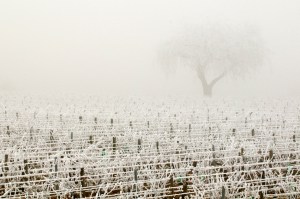 Clos des Vergennes, too cold for pruning.