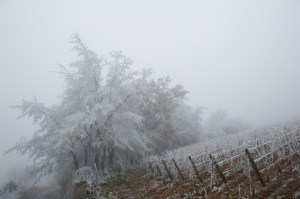 Les Languettes in white
