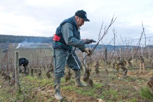 Electric secateurs rule in Charlemagne