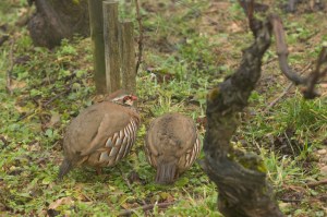 The local grouse seem quite tame 