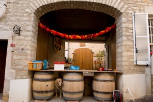 Its all too much excitement for one resident of St Aubin