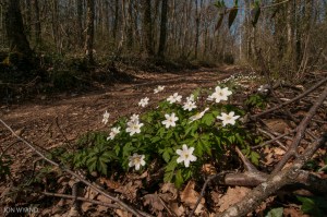 Spring has sprung in the Bois de Corton.