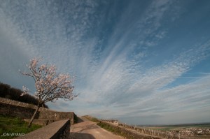 Almond blossom in Languettes