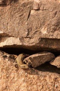 Warm enough to lure out the lizards