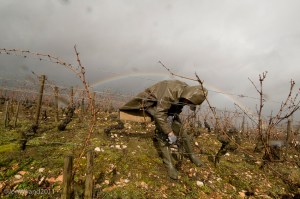 High winds and periods of rain don't slow down this tâcheron working for Hospices de Beaune on the mound of Les Vergennes