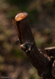 Teardrop acting as a magnifying glass
