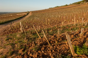 No body around yet in Ladoix Hautes Mourottes