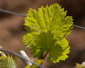 As the new buds arrive, so do the hungry caterpillars 