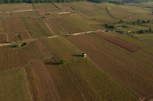 Looking down over Les Bressandes and Les Renardes after a circuit of the Hill
