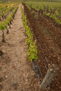 A comparison of  with and without herbicide...