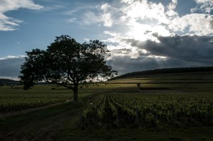 While I stand in the same place for an hour and a half watching the Hill, the view to my left towards Savigny-Les-Beaune looks dramatic