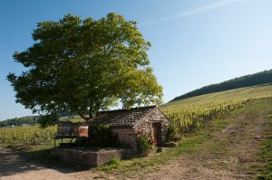 Bonneau Cabotte@Charlemagne_CRW8192@72