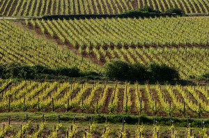 Clos Du Roi june_CRT9259 @72