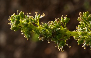 FloweringCortonJune_CRW0011@&2