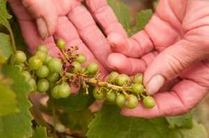 The remains of a bunch of pinot noir on Corton Hill