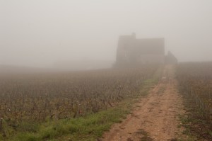 Mist at Morgeot
