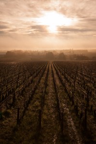 Early at Aloxe-Corton