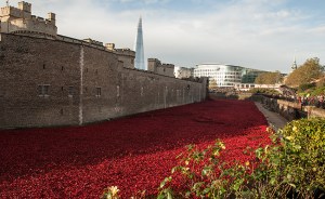 LondonsPoppies_CRW5465