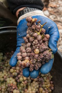 There is certainly some auslese about.