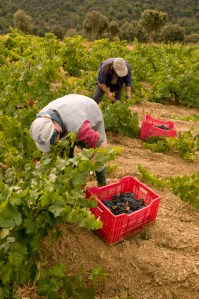 Out in the vines the team of another Perez is hard at it.