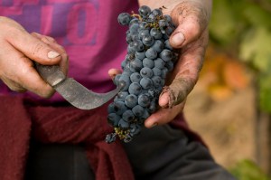 A nice handful of Mencia