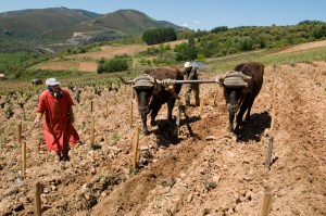 Spring ploughing in Bierzo !