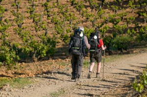 Pilgriming through the vineyards of Bierzo
