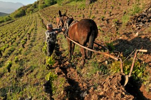 Early morning ploughing in Ricardo Perez Palacios's Corullon vineyard in Bierzo