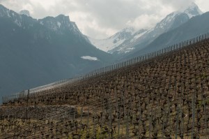 Hammel's Clos de la George, Grand Cru Syrah in the Vaud