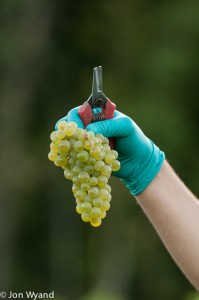 Chardonnay in Charlemagne, quite a sight.