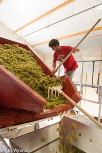 Its Aligoté- o-clock at Pillot's