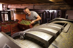 Julien Pilion loads his Viognier in Condrieu