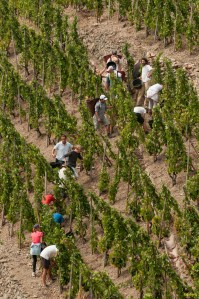 Start of harvest in Guigal's La Turque in Côte Rôtie