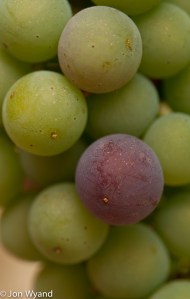 Early Merlot veraision in Pomerol 19/7/2015