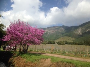 Could n't drive past that tree without stopping to admire it !