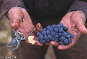 Those gentle hands at work in Clos St Jacques.