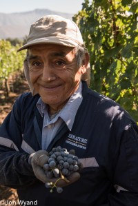 PickingCabernet Sauvignon@Errazuriz