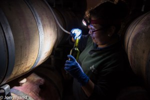 sampling the Cabernet