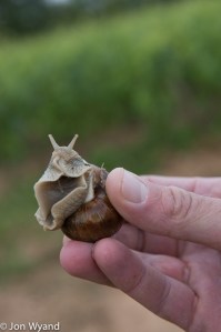 Boris Champy on Corton saves one for the pot !