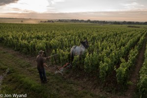 Ploughing Leflaive's Bâtard-Montrachet