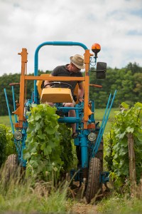 Saturday morning in Corton Clos du Roi