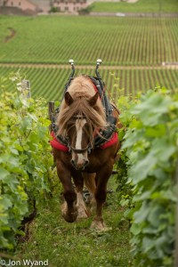 A Breton from Champagne working in Burgundy - small world.