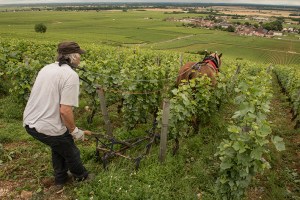 Aux Champs Perdrix and a view over Vosne-Romanée.