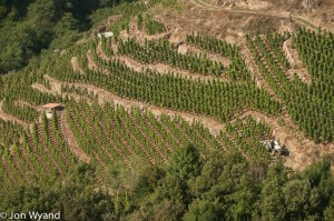 coterotiesunshine_arg0303